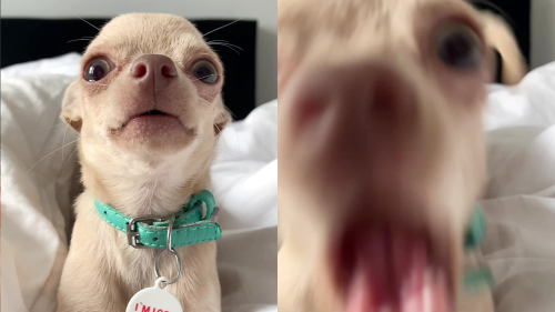 'Playful chihuahua has a special (& coded) message for his fans! '