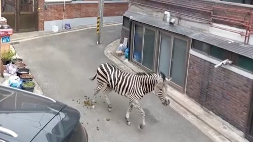 Zebra Parades Streets of Seoul After Escaping the Zoo