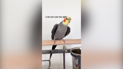 Listen to this cockatiel sing classic tunes including disco favourite 'September' by Earth Wind & Fire
