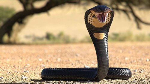 10 of the Deadliest Snakes in the World — Plus More About Snakes