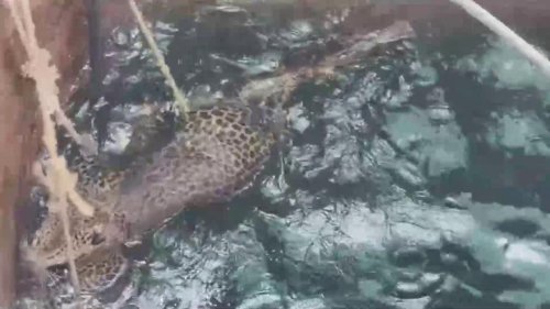 India: Fear turns to relief as leopard saved from well in thrilling rescue mission