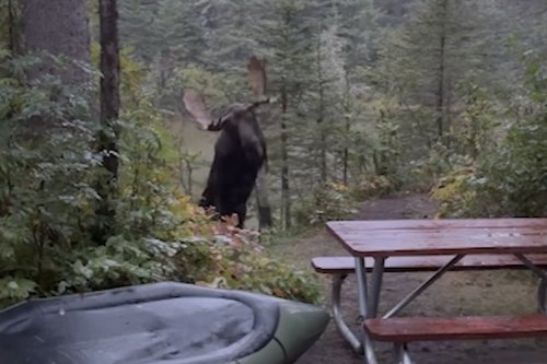 Campers get unexpected visitor after moose storms through their campsite