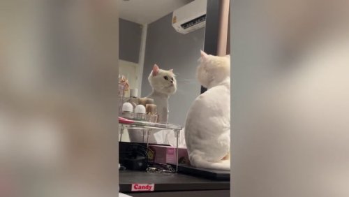 Shocked cat can’t stop staring reflection after haircut