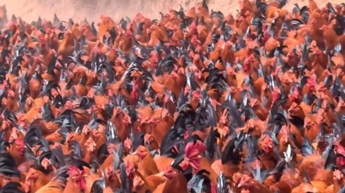 China: Massive free-range chicken flock marches in Chinese village