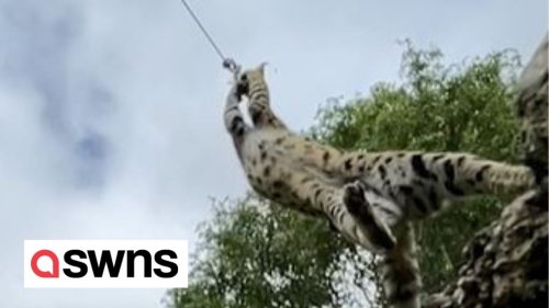 Watch this serval leap 8 feet into the air to get her dinner