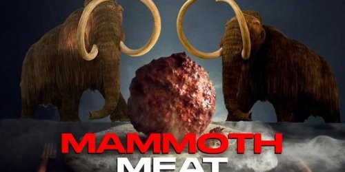 A Woolly Mammoth 'Meatball' Was Made With Prehistoric DNA 