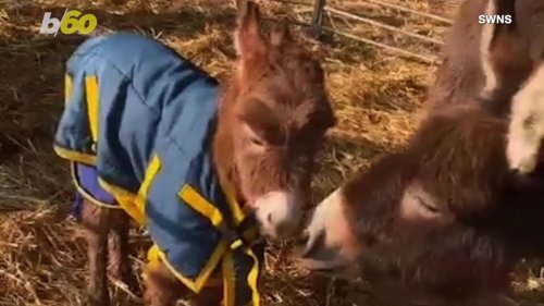 This Donkey and Foal are Reunited
