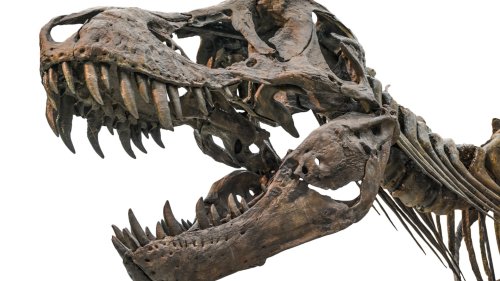 Three Different Species In One? This T-Rex Is Insanely Interesting