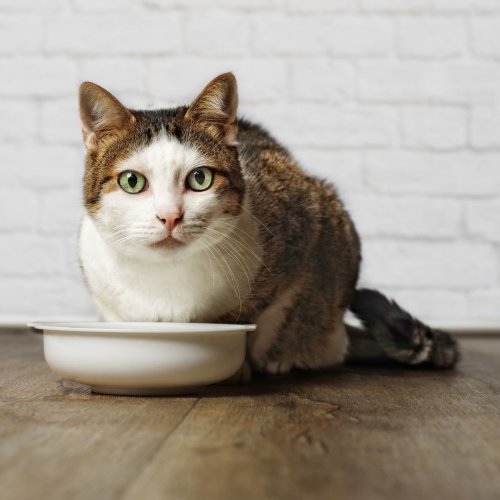 What Type of Food to Feed Your Cat (Raw, Fresh, or Dry?)