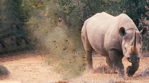 How to Survive a Rhino Attack