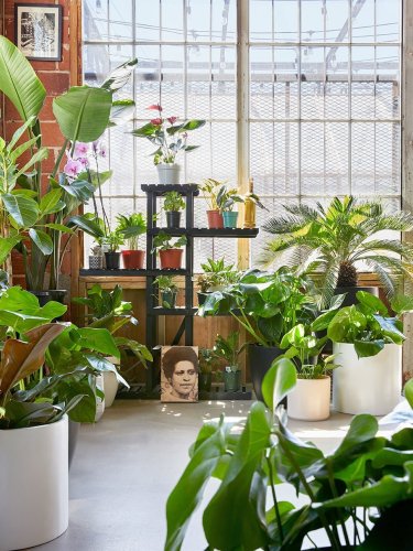 A feng shui expert explains why every kitchen needs this air-purifying plant