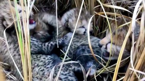 Namibian Cheetah Births Fist Ever Cubs to Be Born in India on Over 70 Years