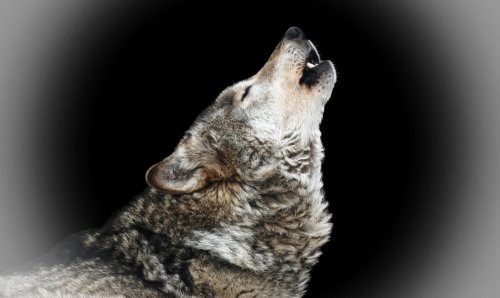 Agencies Announce $30,500 Reward for Information on The Illegal Killing of Leade