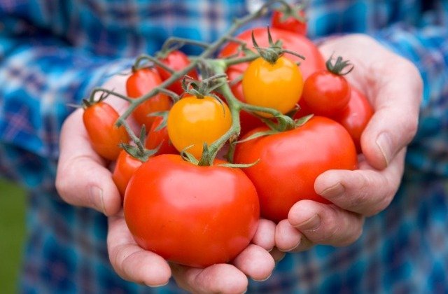 Read This Before You Buy Tomatoes Again