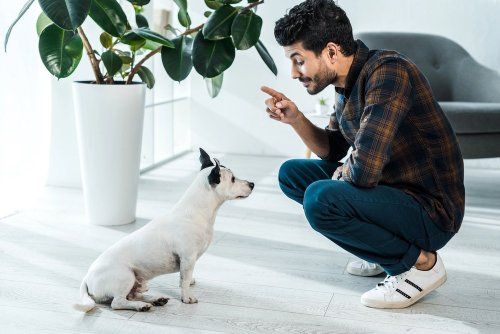 9 Dog Breeds that are the Least Obedient
