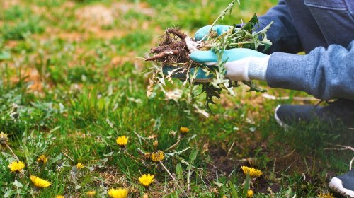 Use These Household Staples To Keep Weeds Out Of Your Yard 