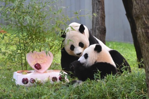 Chinese president hints pandas may return to U.S.