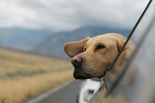 The best pet travel products for your pup