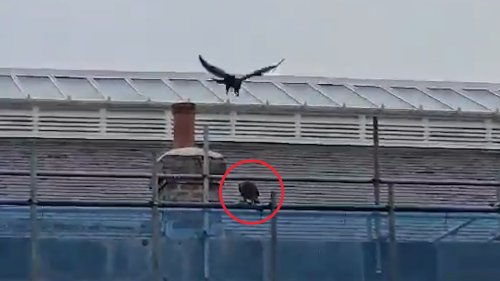 Hawks patrol the sky helping to scare pigeons for Northern Trains
