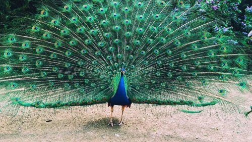 If a Peacock Loses His Tail Feathers, Do They Grow Back?