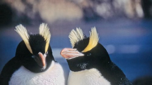 Myths and Facts About Penguins: The Coolest Flightless Bird