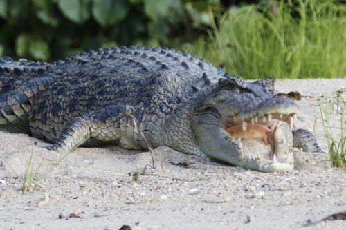 Unsettling Truths About Crocodiles and the Coastal Ecosystem