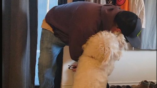 Darling dog welcomes dad back home in the SWEETEST way imaginable