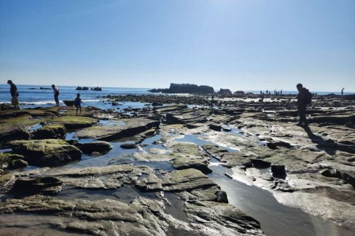 Explore the Magic of California's Hidden Gems: The Best Tide Pools to Visit