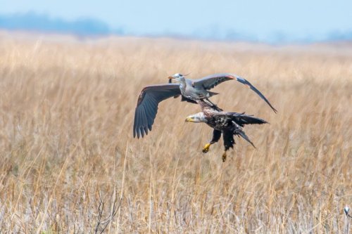Who wins the epic bald eagle vs. great blue heron battle? Watch it here