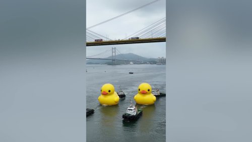 Pair of giant yellow rubber ducks spotted in Hong Kong waters