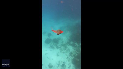 'Rarely Encountered' Blanket Octopus Makes an Appearance on Great Barrier Reef