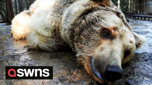 UK charity workers help save six caged bears from a squalid private zoo in Eastern Europe