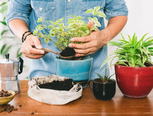 SHOULD YOU ADD COFFEE GROUNDS TO YOUR HOUSEPLANTS