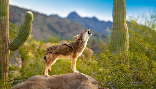 What You Should Do If You See a Coyote in Your Backyard
