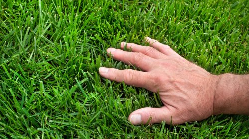 Lawn - cover