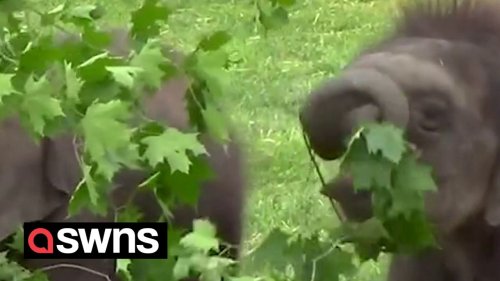Cute alert! Baby elephant twins play with trees and branches