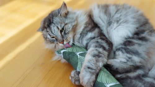The Weirdest Cat Behaviors Explained