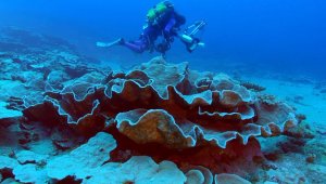 Divers Discover Rare, Healthy Coral Reef at Unexpected Depths