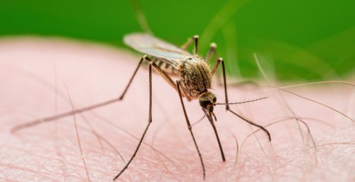 Travelers beware: Mosquito-borne virus spreading in popular destination