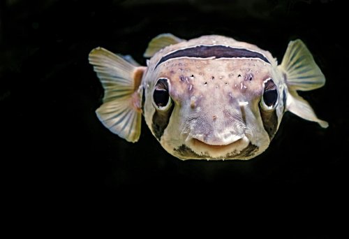 Animals with Built-In Defense Mechanisms You Won’t Believe