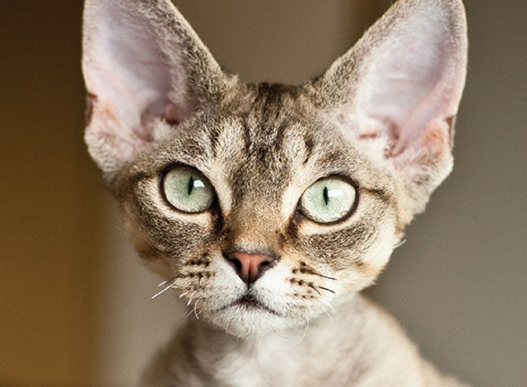 17 Cat Breeds that Don't Shed Flipboard