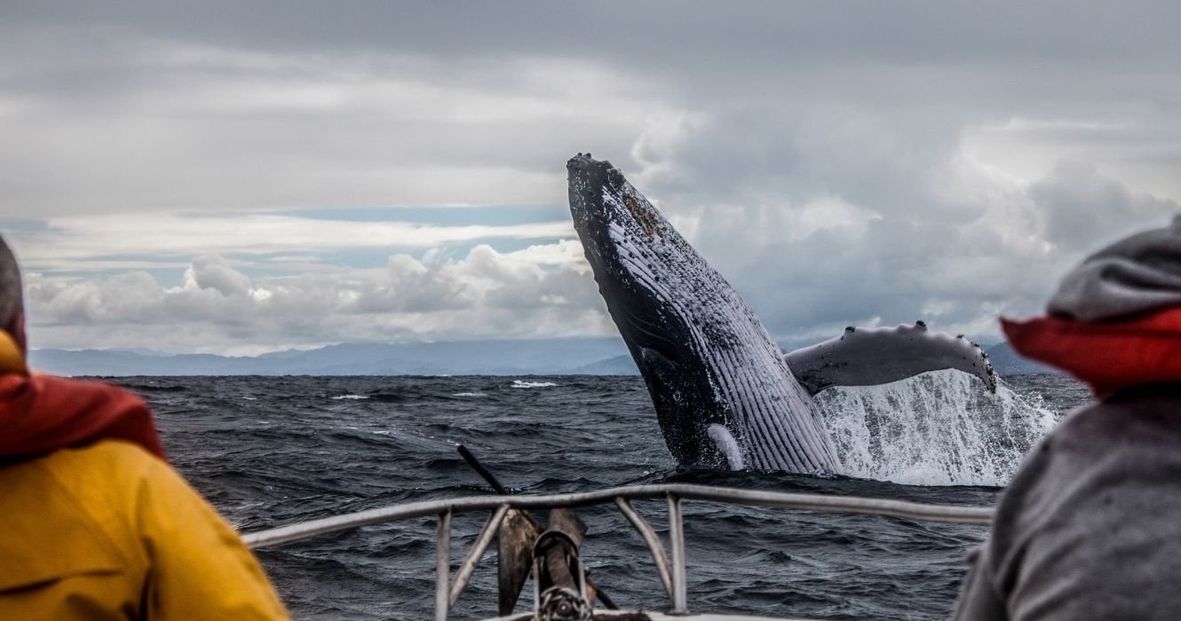 Whales & Humans Have Found Ways To Coexist With Baja Expeditions