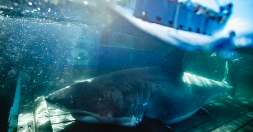 Un requin blanc de plus de 11 pieds nage dans les eaux du golfe Saint-Laurent