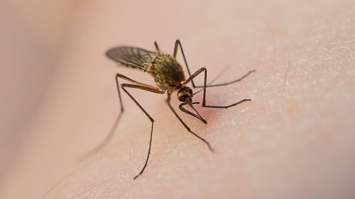 The Science of Mosquitoes