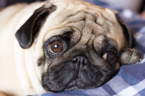 Unveiling Your Dog's Cutest Personality Traits With Science
