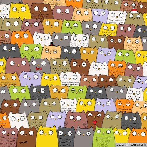Can you spot the cat in this sea of owls???