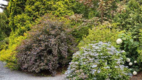 Low-maintenance perennials that'll look perfect in your garden