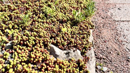 Tips for chooseing the perfect ground cover for your yard 