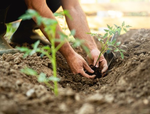 HOW FAR APART SHOULD YOU PLANT YOUR TOMATO PLANTS?
