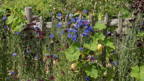 Plants and flowers that'll thrive in your vegetable garden